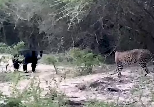 Video: Gấu đen "ra oai" hù dọa báo hoa mai và cái kết bất ngờ